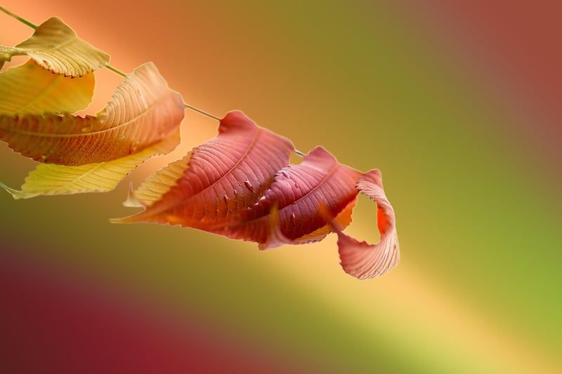 feuilles