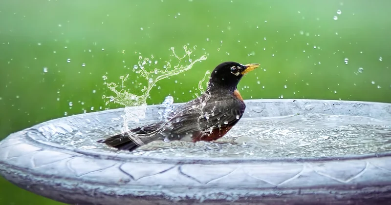 Choisir le bon matériau pour une pièce d'eau